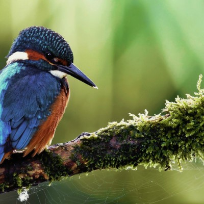 1920 x 1080 HD Wallpapers 2096